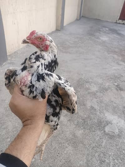 cheena phata