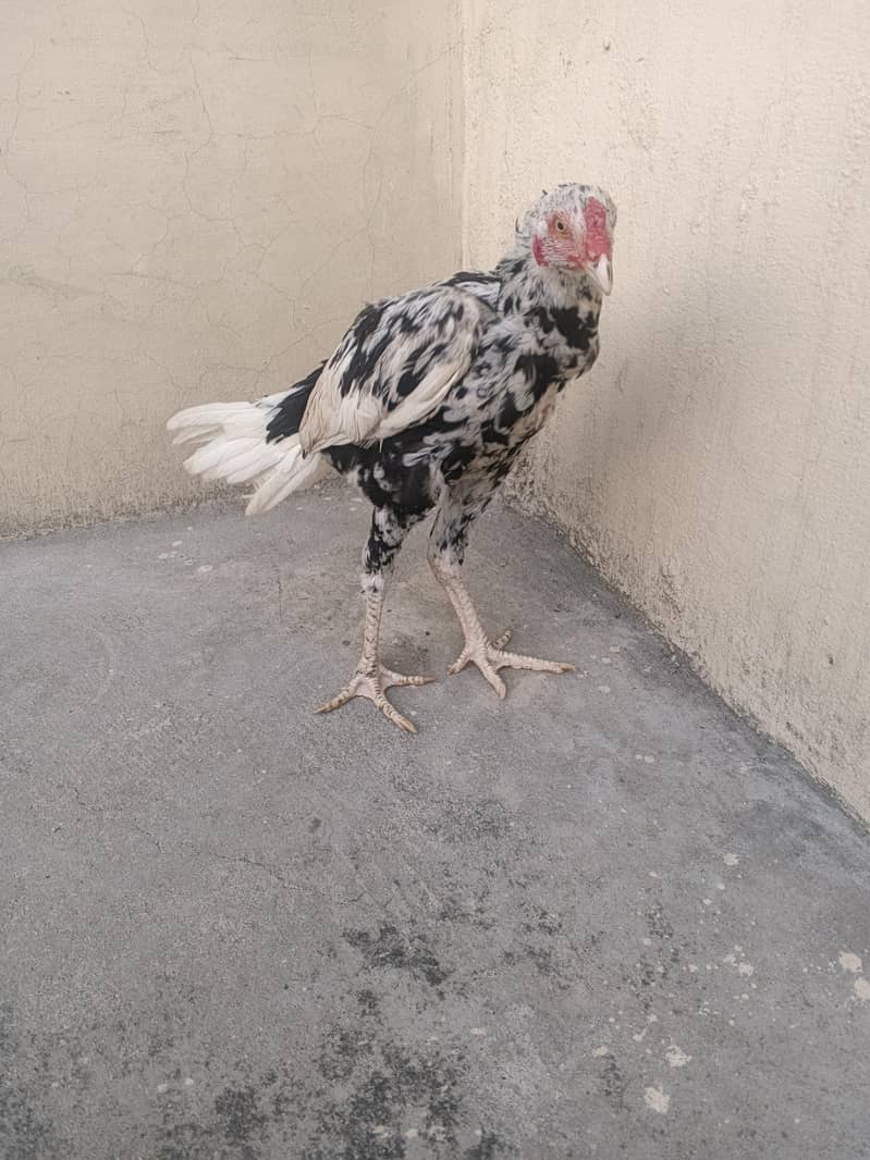 cheena phata 1