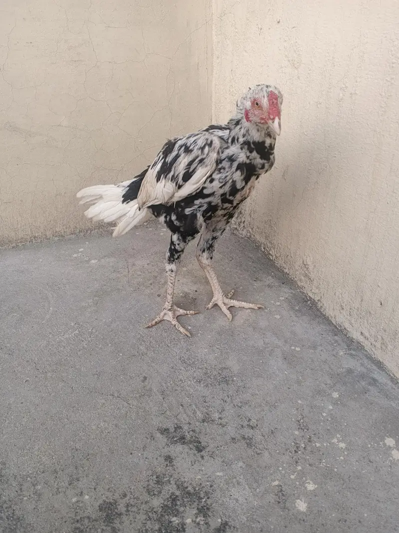 cheena phata — photo 2