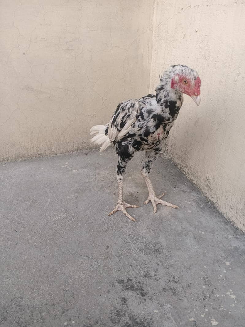 cheena phata 2