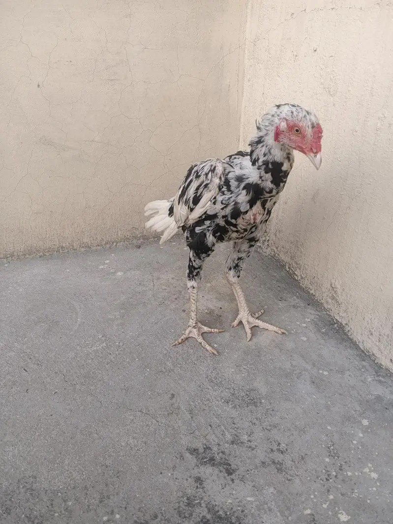cheena phata — photo 3
