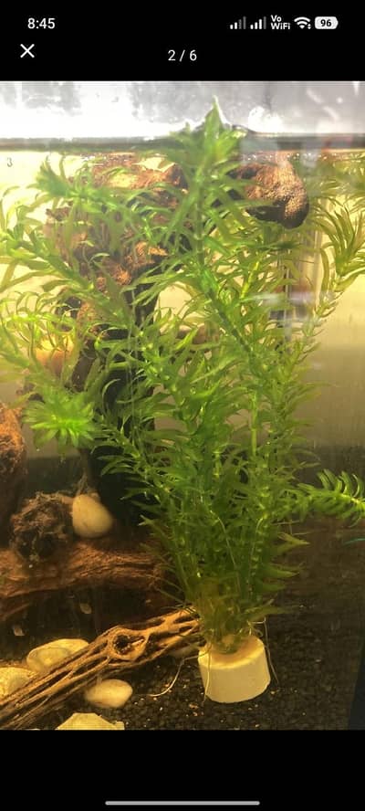 Aquatic healthy plants are available