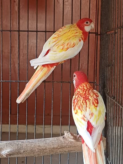 Rosella Sun conure and cockatiel