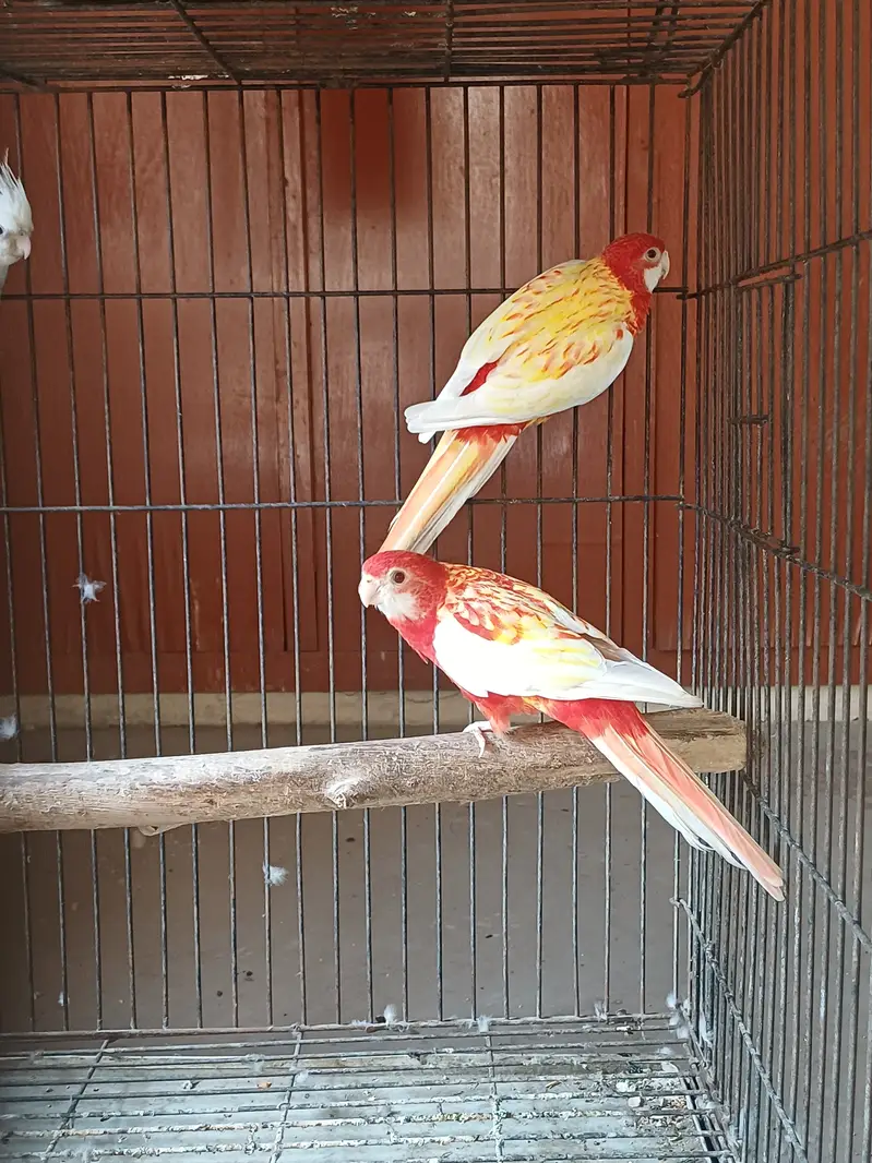 Rosella Sun conure and cockatiel — photo 2