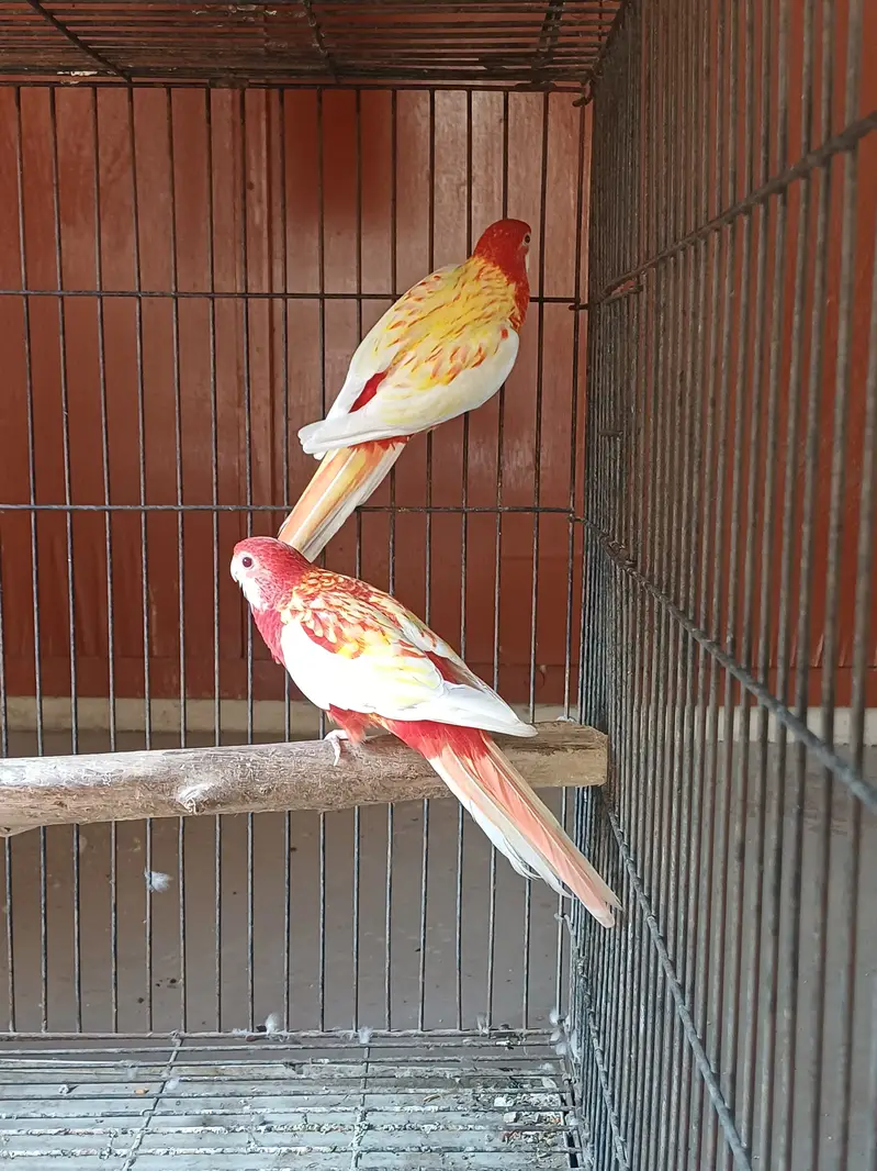 Rosella Sun conure and cockatiel — photo 3