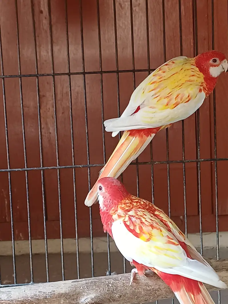 Rosella Sun conure and cockatiel — photo 4