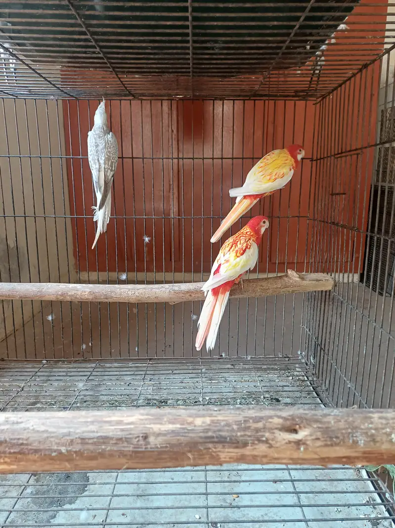 Rosella Sun conure and cockatiel — photo 5