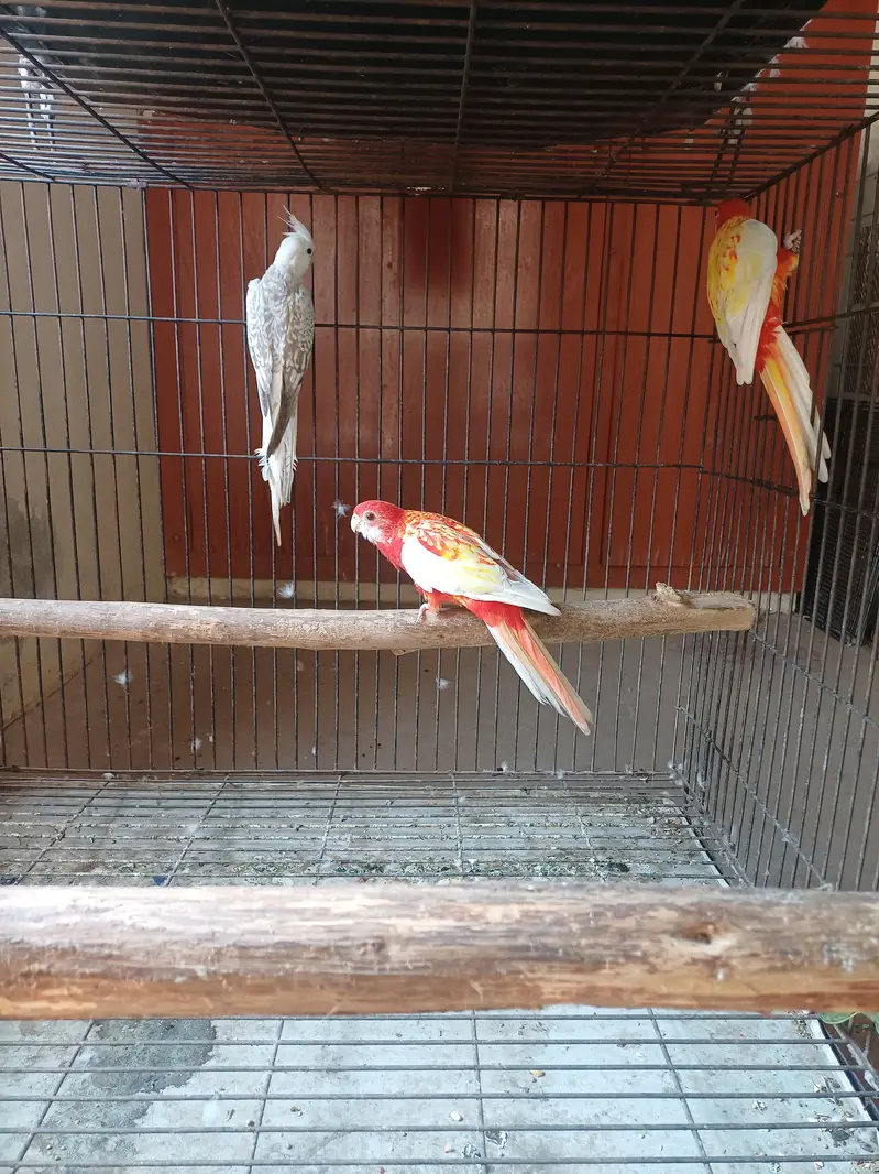 Rosella Sun conure and cockatiel — photo 6