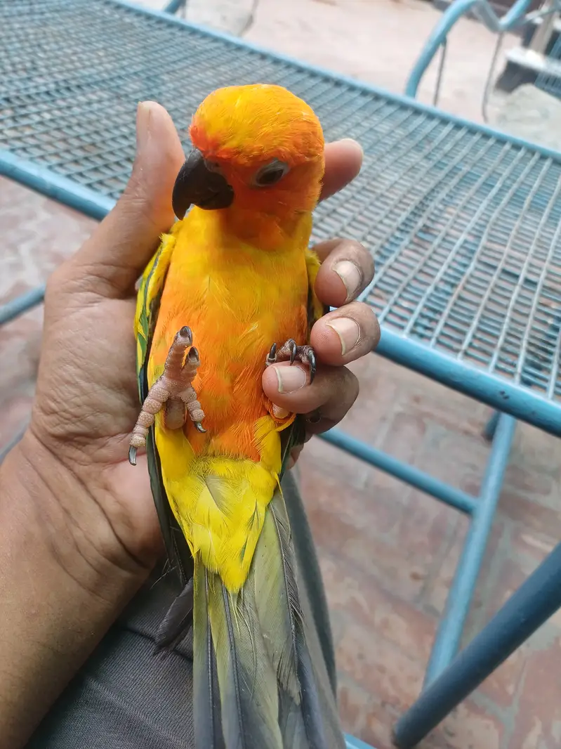 Rosella Sun conure and cockatiel — photo 8