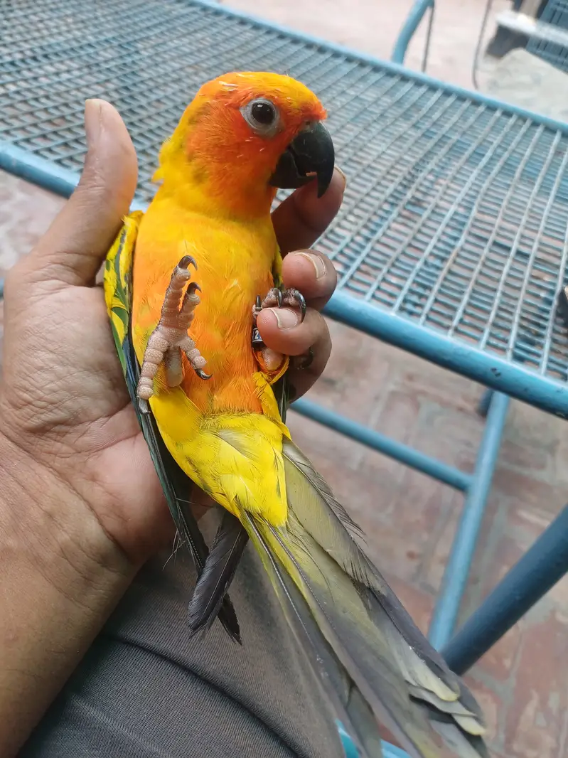 Rosella Sun conure and cockatiel — photo 9