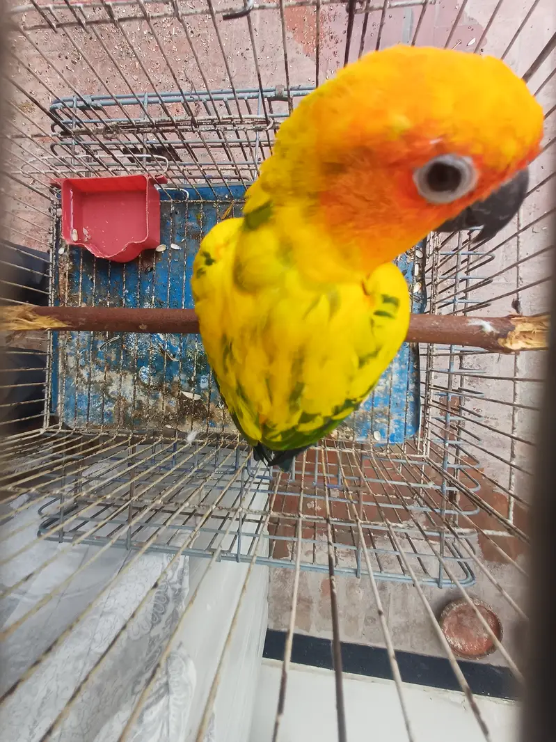 Rosella Sun conure and cockatiel — photo 12