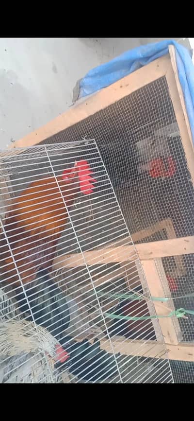 Rooster/Desi Murga