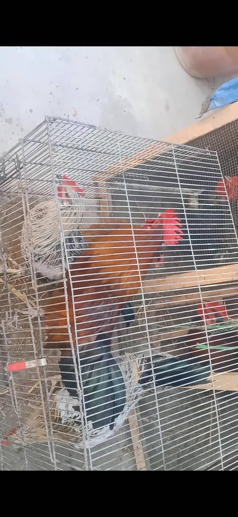 Rooster/Desi Murga 1