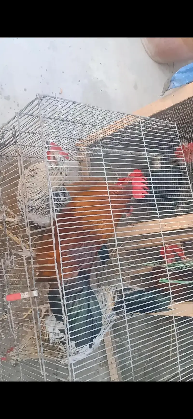 Rooster/Desi Murga — photo 2