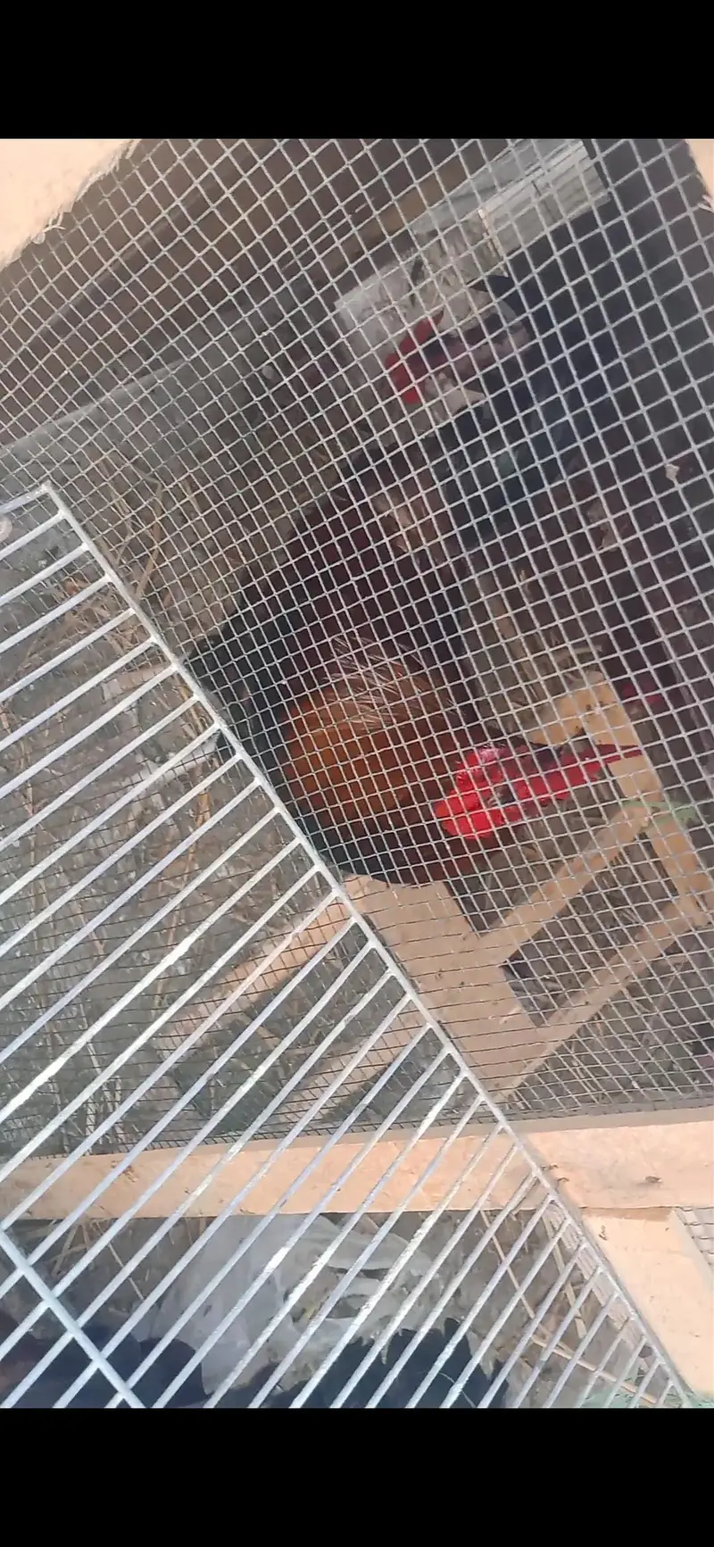 Rooster/Desi Murga — photo 3