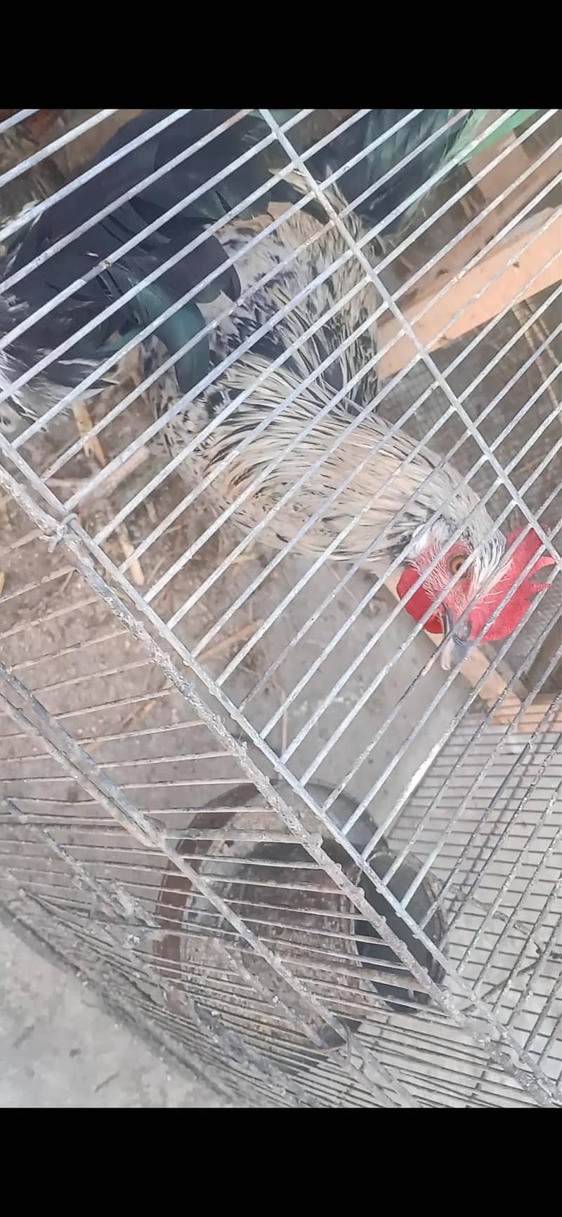 Rooster/Desi Murga 3