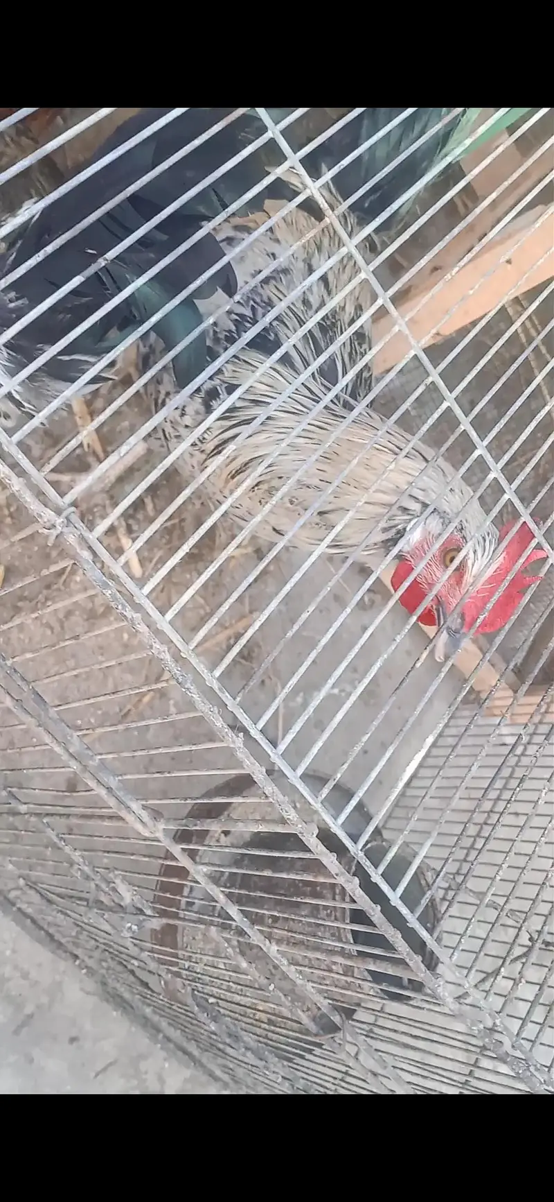 Rooster/Desi Murga — photo 4