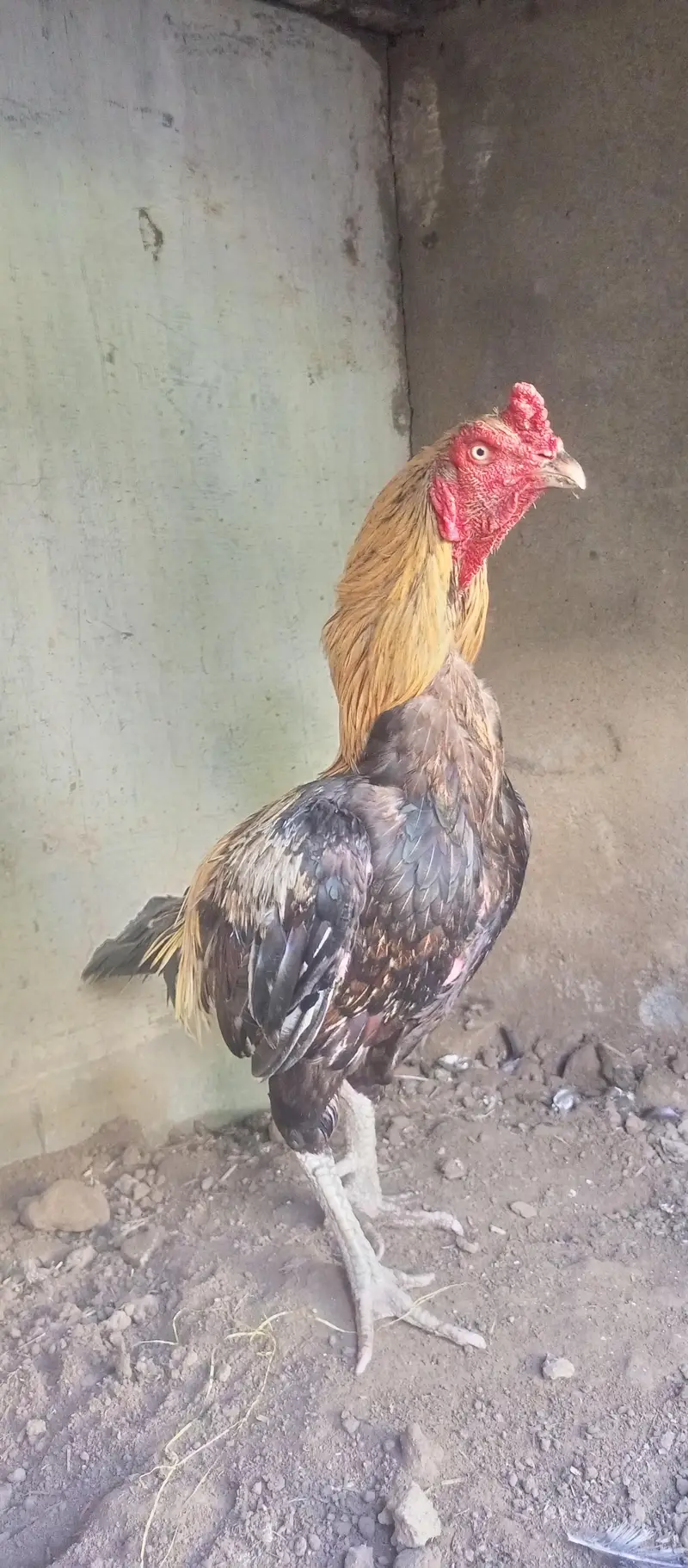Lakha aseel — photo 3
