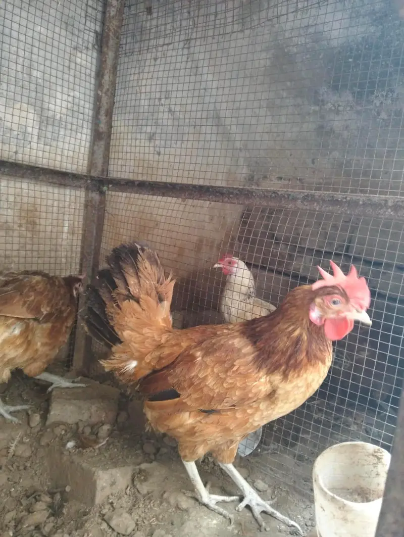 Dasi murgey 2 hen — photo 2