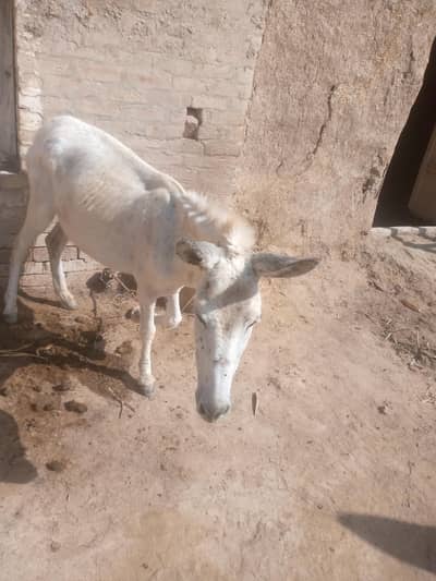 Healthy donkey for sale