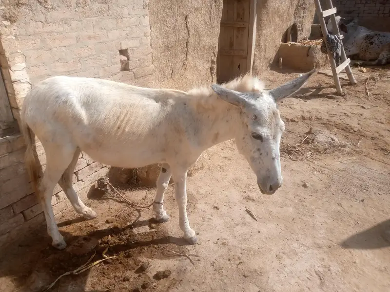 Healthy donkey for sale — photo 2