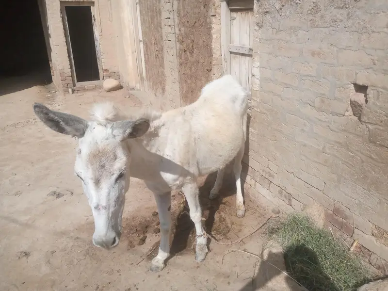 Healthy donkey for sale — photo 3