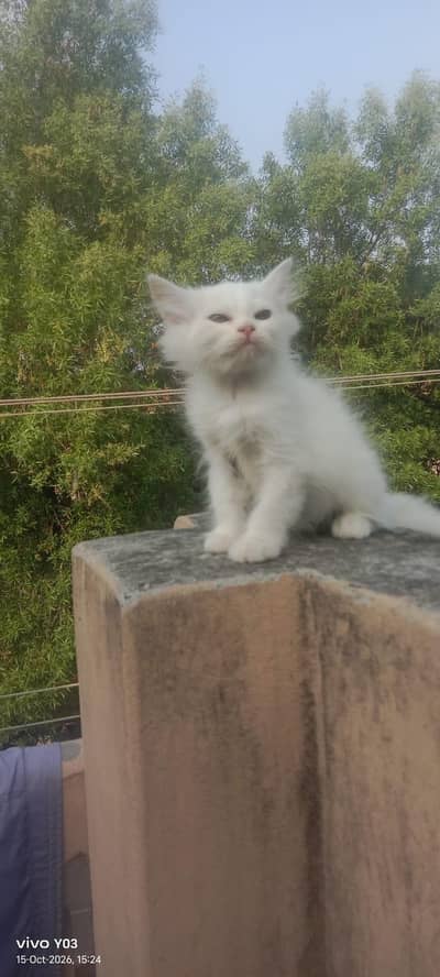 Persian kittens triple coated