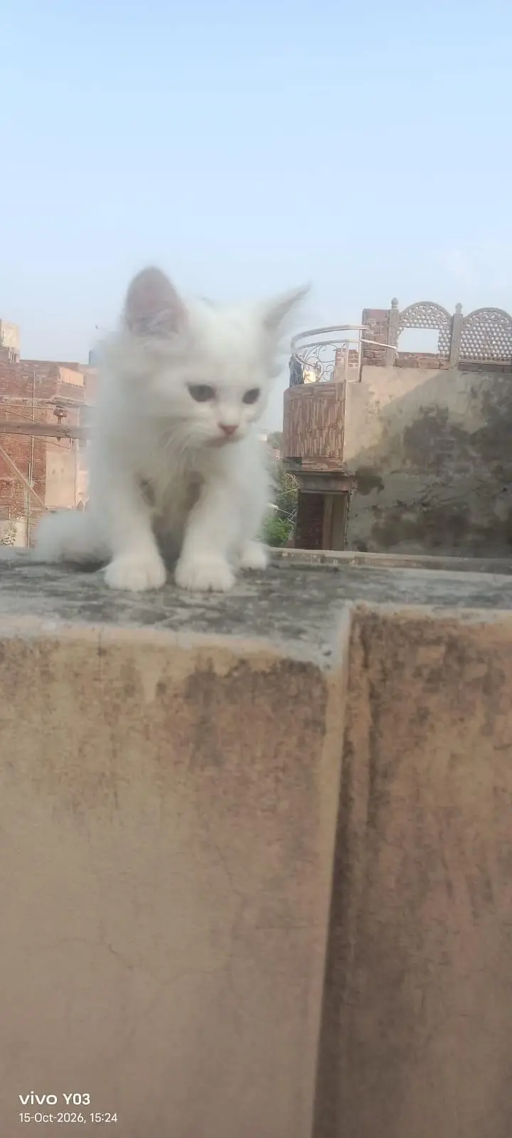 Persian kittens triple coated — photo 2