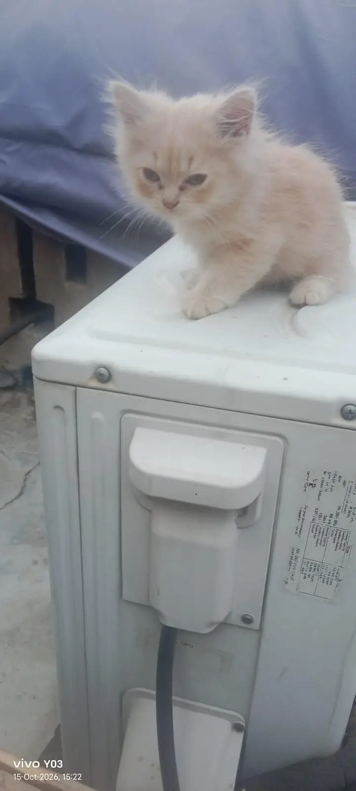 Persian kittens triple coated — photo 3