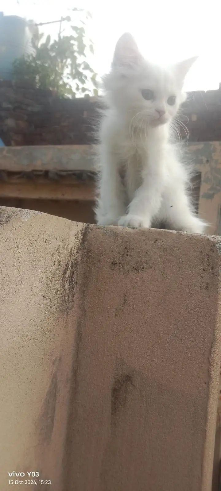 Persian kittens triple coated — photo 4