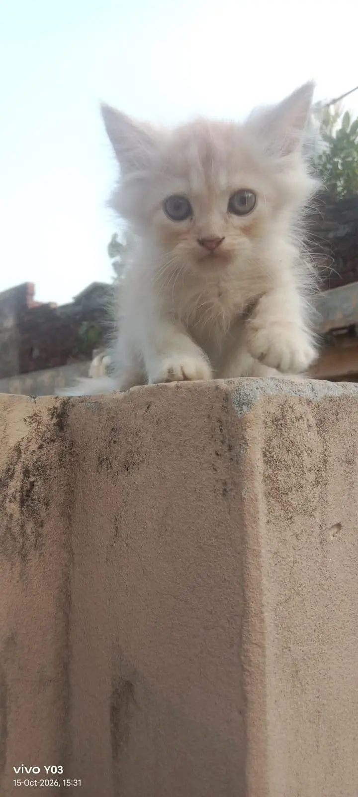 Persian kittens triple coated — photo 5