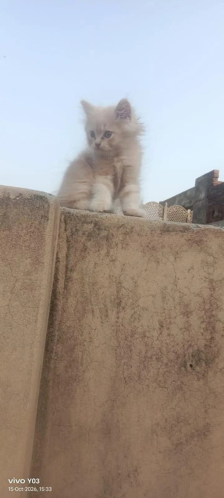 Persian kittens triple coated — photo 6