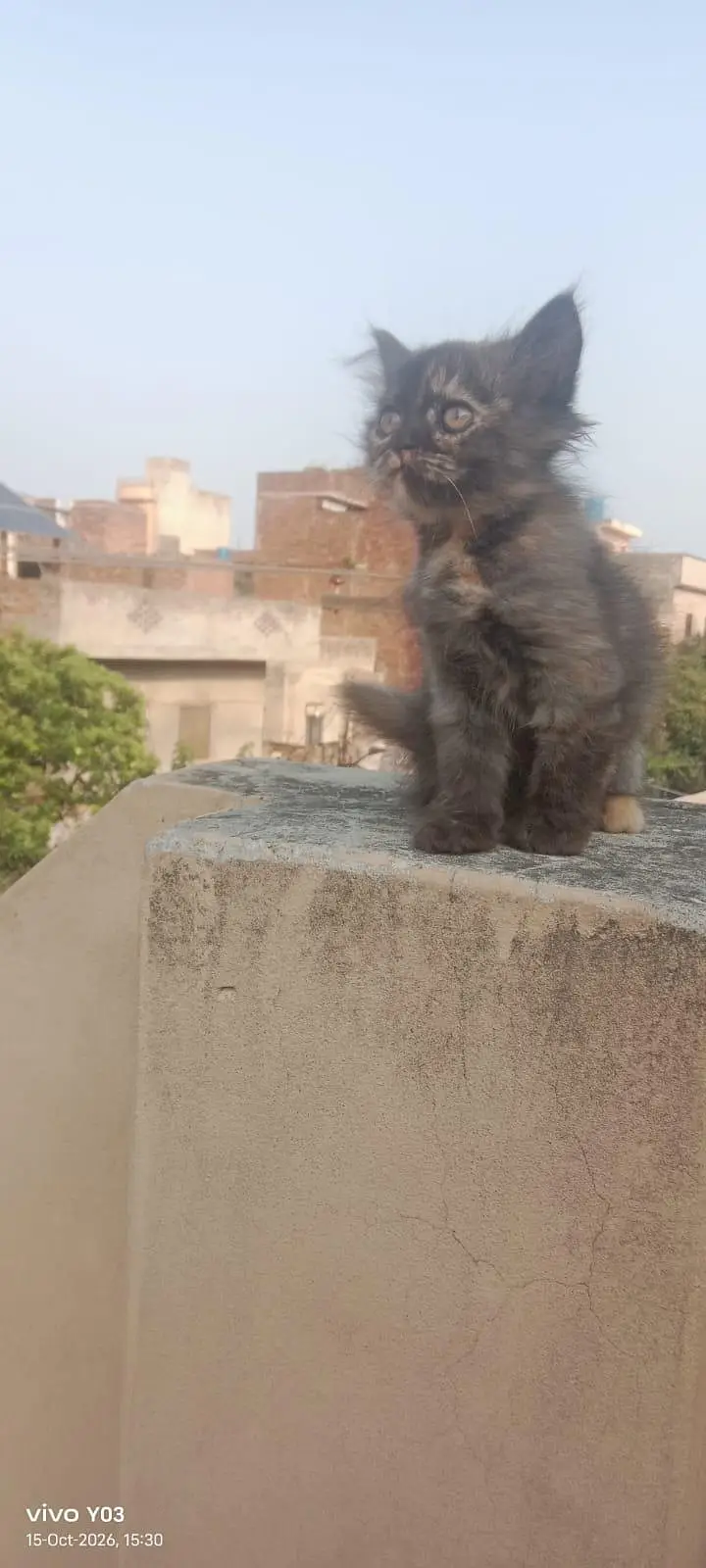 Persian kittens triple coated — photo 7