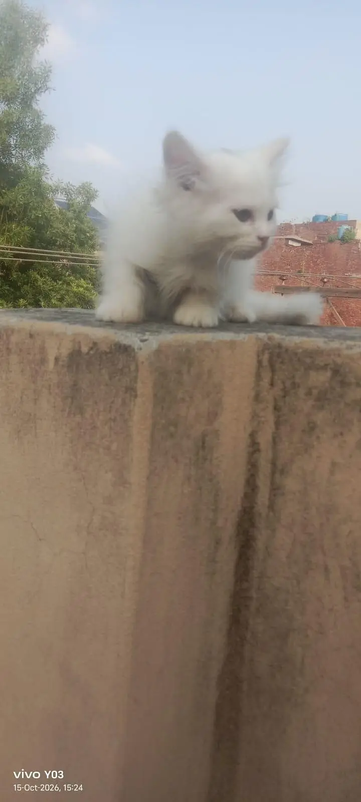 Persian kittens triple coated — photo 8