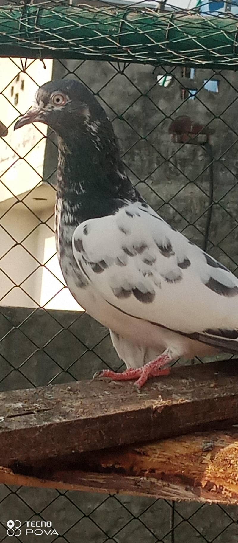 kabutar 1