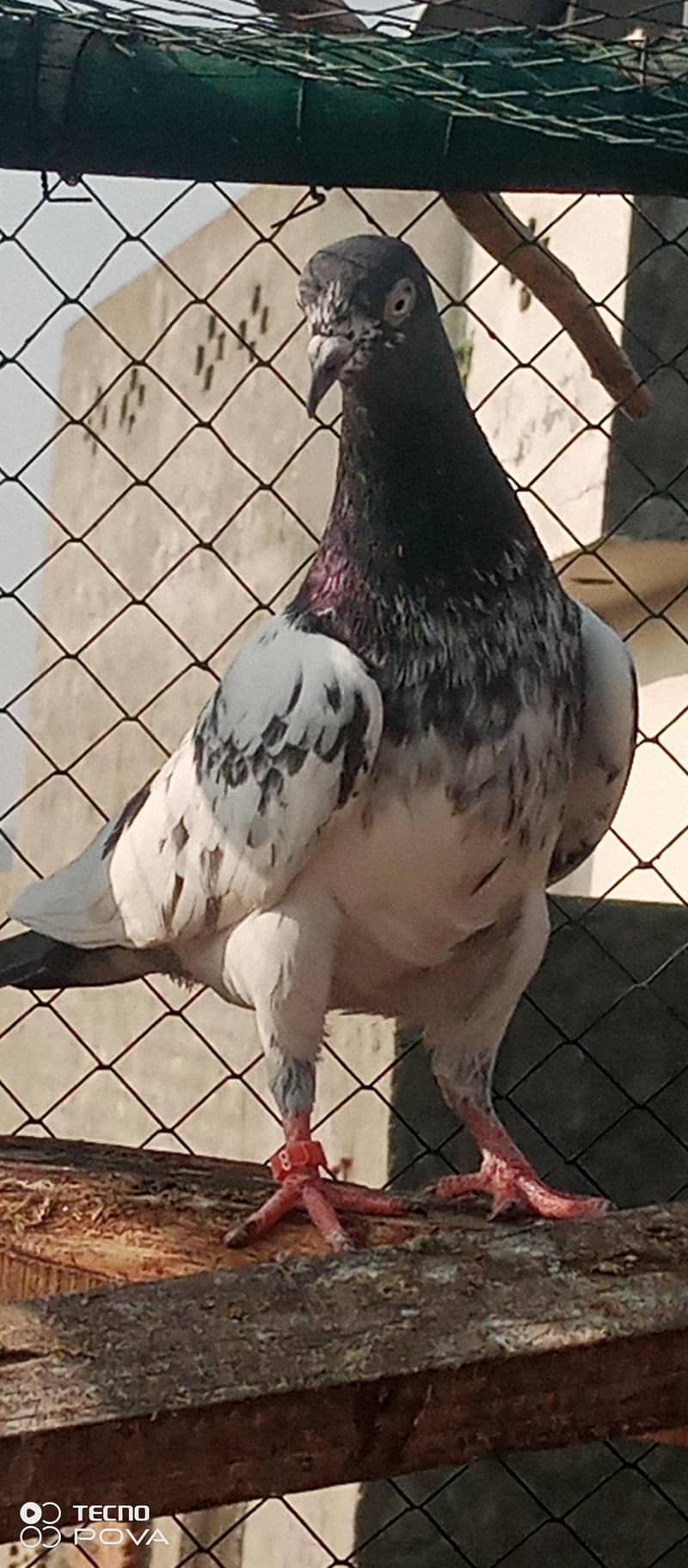 kabutar 3