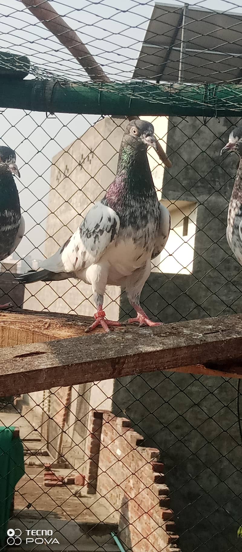 kabutar 4