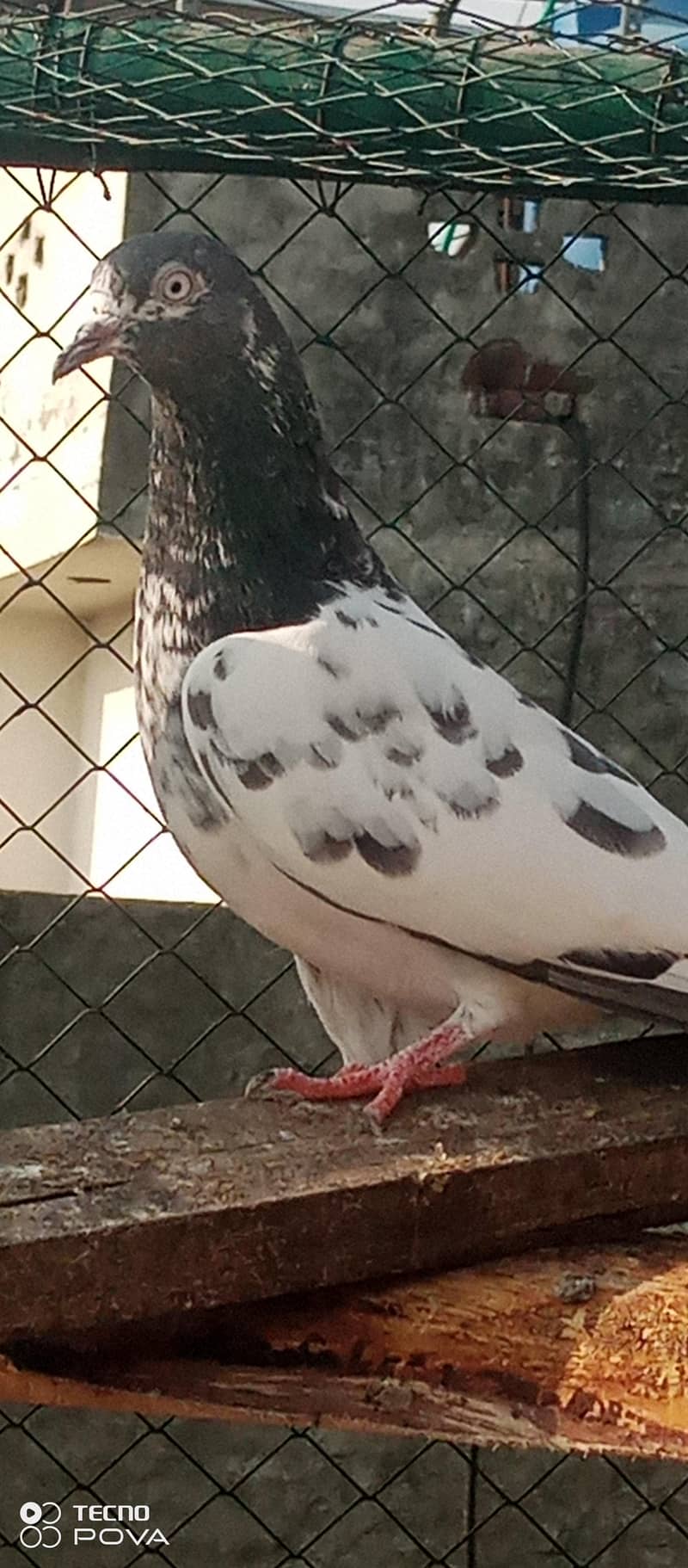 kabutar 5
