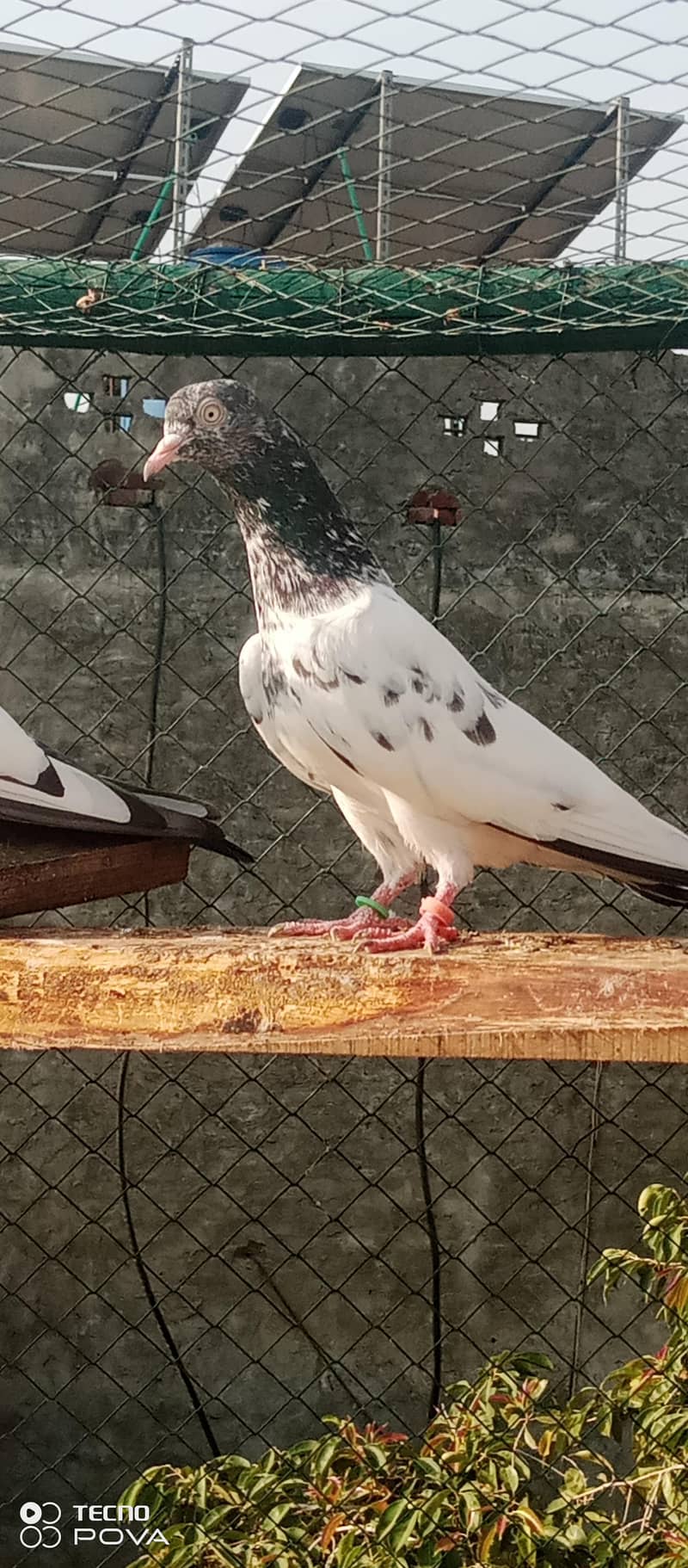 kabutar 6
