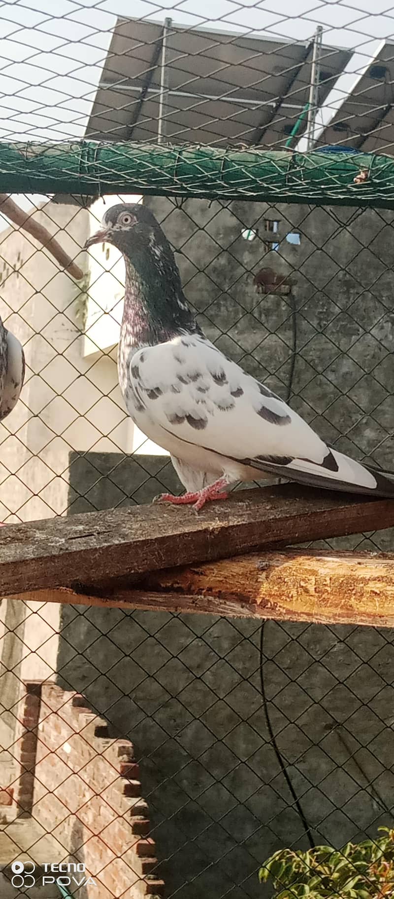 kabutar 7