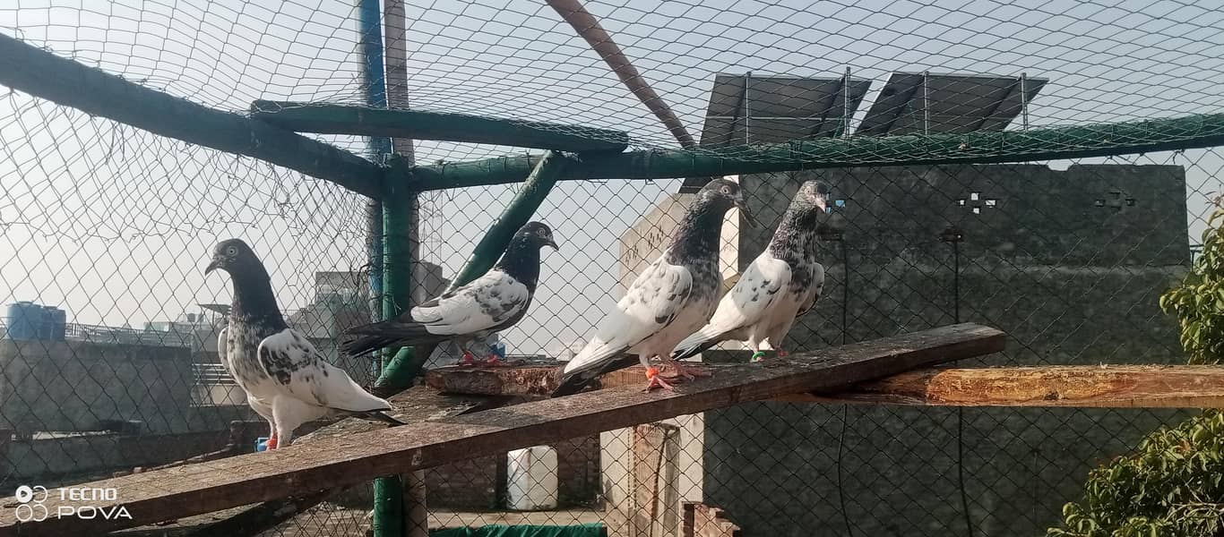 kabutar 8