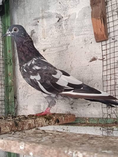 Ferozpuri. . Salari. . Chapri Female for Sale