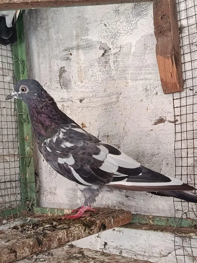Ferozpuri. . Salari. . Chapri Female for Sale — photo 2