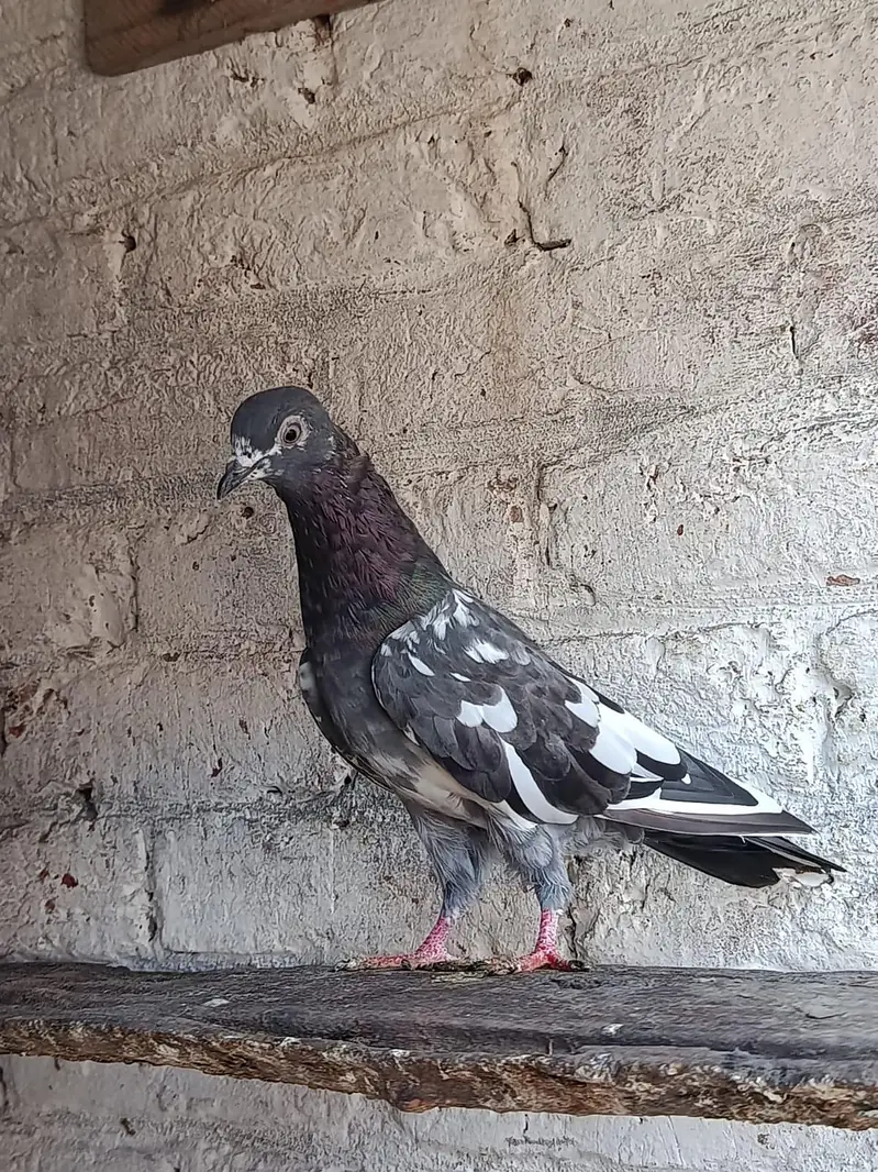 Ferozpuri. . Salari. . Chapri Female for Sale — photo 3