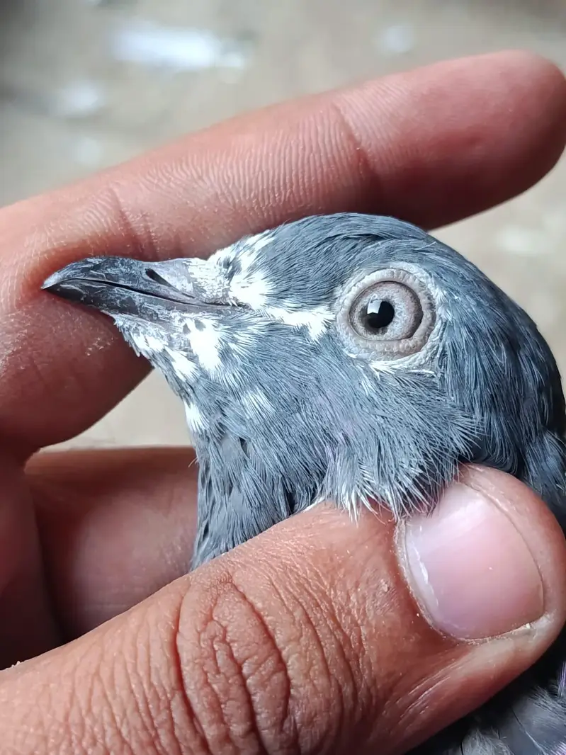 Ferozpuri. . Salari. . Chapri Female for Sale — photo 4