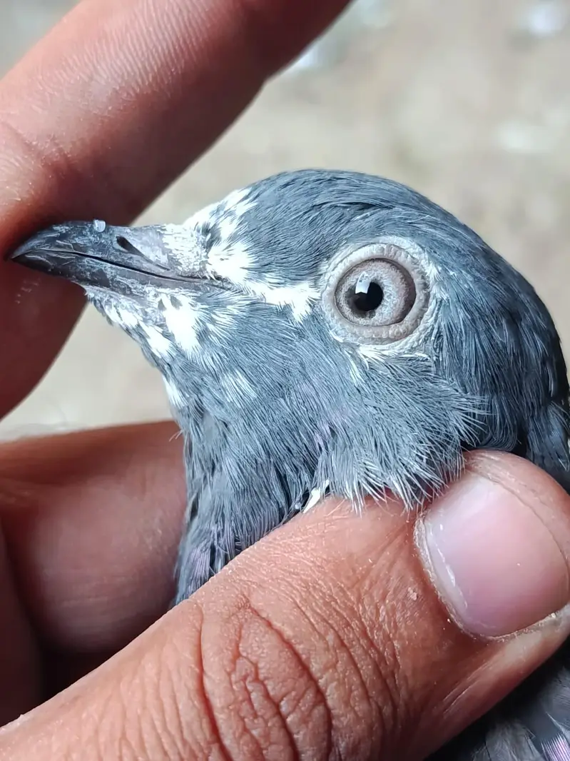 Ferozpuri. . Salari. . Chapri Female for Sale — photo 5