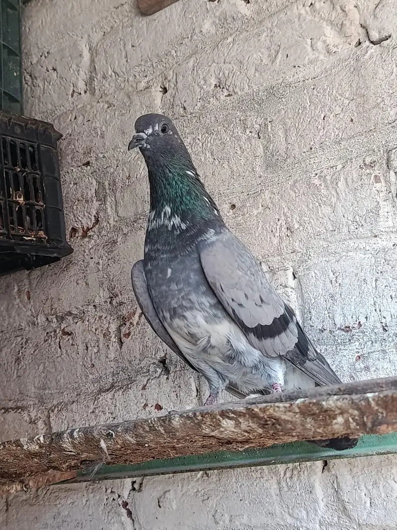 Ferozpuri. . Salari. . Chapri Female for Sale — photo 6