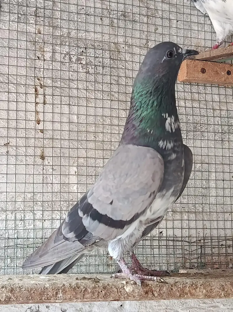 Ferozpuri. . Salari. . Chapri Female for Sale — photo 7