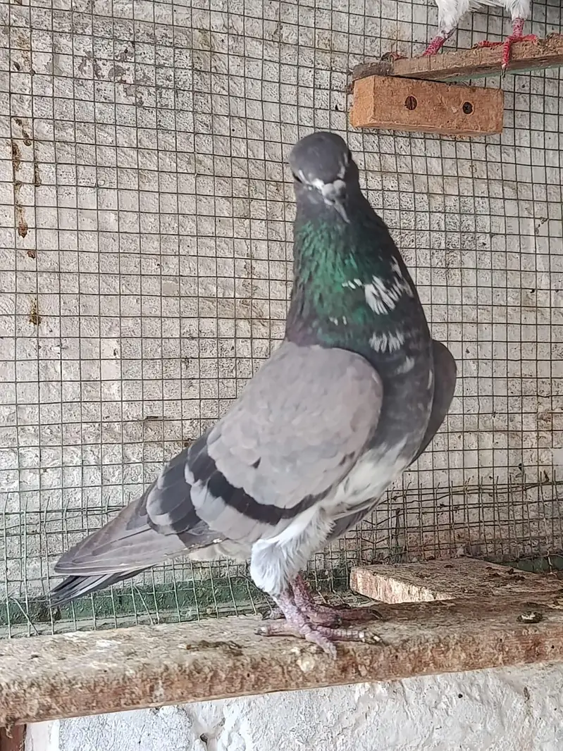 Ferozpuri. . Salari. . Chapri Female for Sale — photo 8