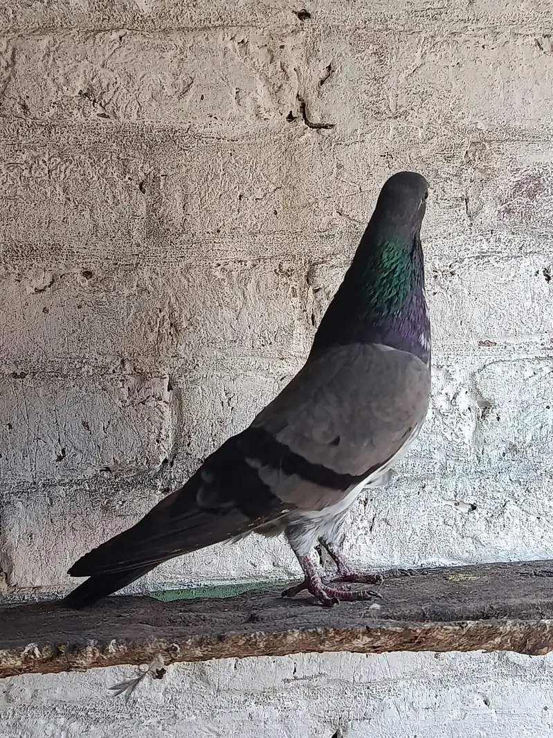 Ferozpuri. . Salari. . Chapri Female for Sale — photo 9